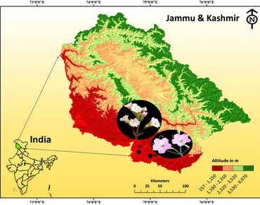 Two new additions to family Nyctaginaceae of the flora of Jammu and Kashmir, India