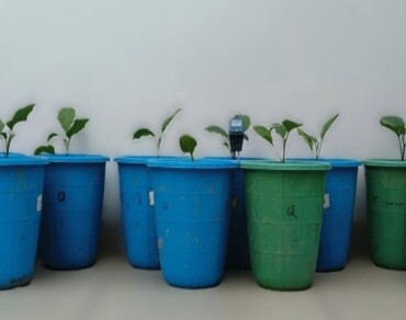 Augmentation in growth and physiology of eggplant (Solanum melongena) by the utilization of chicken feather compost prepared using Bacillus cereus