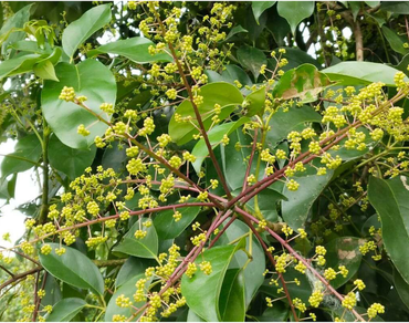 Bioactivity profiling of Schefflera venulosa (Wight & Arn.) Harms leaf extracts: insights into antibacterial, antioxidant, and anti-inflammatory potentials