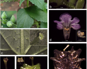 Priva lappulacea (L.) Pers. (Verbenaceae): a new record for Indian subcontinent