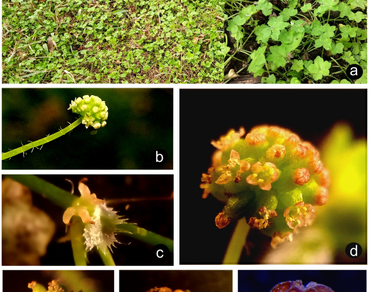 Hydrocotyle bowlesioides Mathias & Constance (Araliaceae), an addition to the flora of India