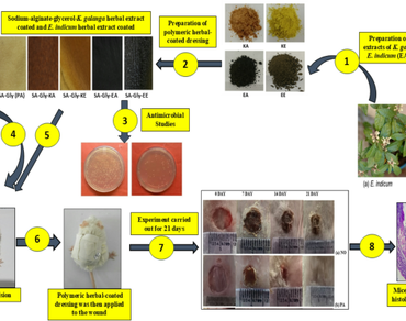Preparation of a novel sodium alginate-glycerol herbal Kaempferia galanga and Eranthemum indicum coated dressings for wound care