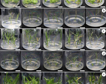 In vitro physiological and biochemical responses underlying salt tolerance of five turfgrass species