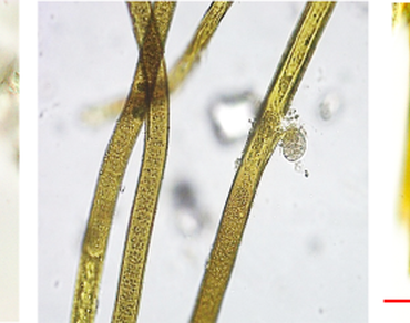 Antioxidant potential of UV-screening pigment scytonemin isolated from the cyanobacterium Scytonema sp. HKAR-8