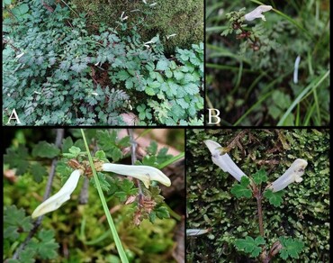 Pedicularis dhurensis R.R. Mill (Orobanchaceae), a new record for India from Arunachal Pradesh