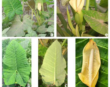 Notes on the new distributional record of Xanthosoma robustum Schott (Araceae) in Eastern India