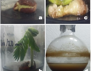Antioxidant activity and phenolic profile of Tamarindus indica L. cell suspension cultures
