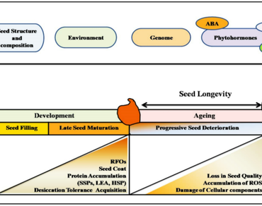 Hollistic understanding of seed ageing through bridging the traditional concepts with emerging insights 