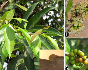 Ethnobotany, microscopy, phytoconstituents, and antioxidant activity of Xylosma longifolia Clos (Salicaceae) from Assam, India