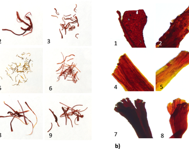 Direct analysis saffron chemical test ‘DASCT’: a low-cost and rapid authentication method for detecting fake saffron
