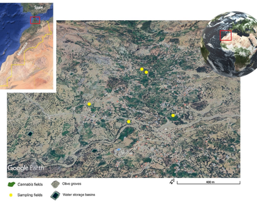 Pollen characteristics and their implications for the conservation of Moroccan Cannabis cultivar