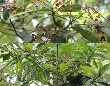 Ardisia pedunculosa Wall. (Primulaceae): extended distribution and addition to the flora of Assam, India