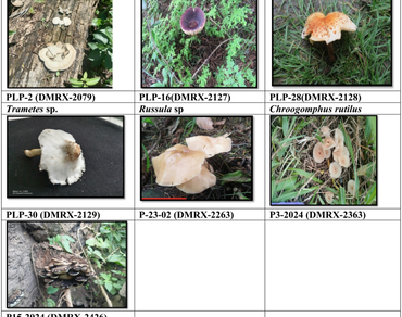 Diversity and distribution of macrofungi in North-Western Himalayan region