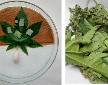 Toxicity of some insecticides with novel mode of action against Bihar hairy caterpillar, Spilarctia obliqua (Walker)