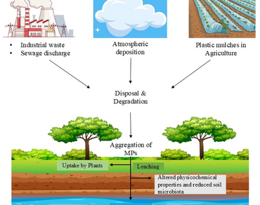 Impact of microplastics on plants: a transcriptome analysis perspective 