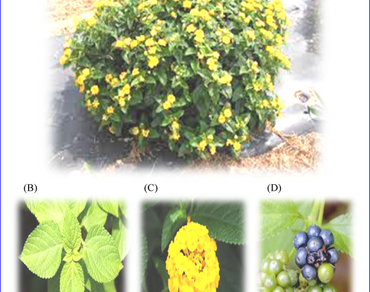 Growing seasons in Egypt have an effect on Lantana essential oils