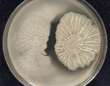 Enhancing vegetative growth and nutrient content of Gliricidia sepium (Jacq.) Kunth ex Walp using two Sri Lankan Bacillus species