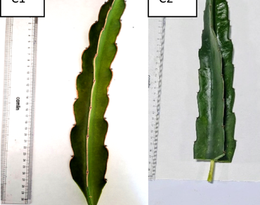Optimization of type of cuts, timing and IBA concentration for dragon fruit (Hylocereus costaricensis) propagation in the foothills of Arunachal Pradesh