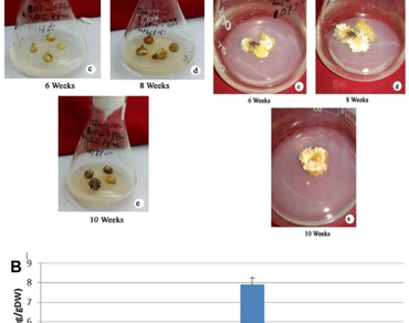 Steroid profile analysis of Tinospora cordifolia and Glycyrrhiza glabra: comparative phytochemical investigation