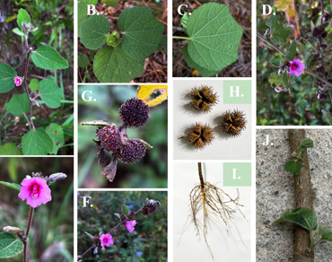 n                     Urena lobatan                  , Traditional use, Phytochemistry, Pharmacological activity