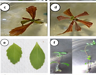n                     Stevia rebaudianan                  , Genetic breeding, Polyploidy, In vitro, Colchicine