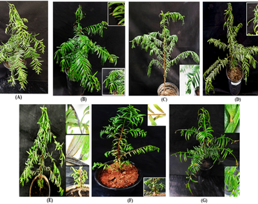 Abiotic stress-driven morpho-physiological adaptations in Taxus Wallichiana Zucc. (Himalayan Yew): insights from an endangered Eastern Himalayan plant species 
