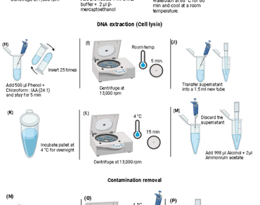 Genomic DNA, Secondary metabolites, Polymerase chain reaction, Cetyl trimethylammonium bromide (CTAB), Leaf tissues
