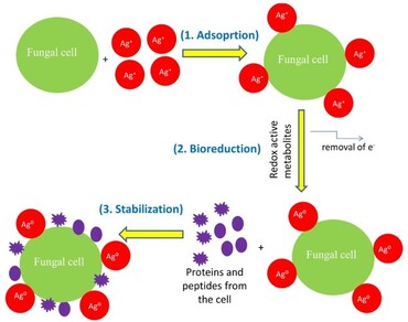 Endophytes, Nanobiotechnology, Silver nanoparticles, Green synthesis, Antimicrobial activity, Cytotoxicity