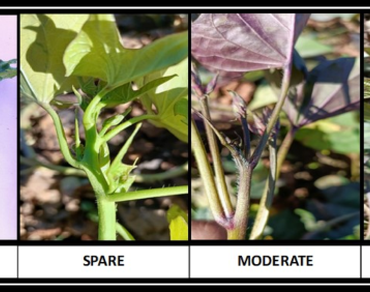 Flower traits, GAM, PCV, GCV, Descriptors and heritability