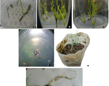 Plant tissue culture, Micropropagation, Asparagus, Endemic species, shoot multiplication, In vitro development