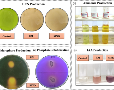 Ensifer meliloti strains: as multi-trait bioinoculants enhancing Cicer arietinum growth and sustainability 