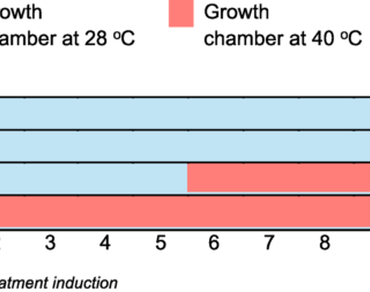 n                     Euterpe oleracean                  , Heat stress, Lipid peroxidation, Photo-oxidative damages, Photorespiration