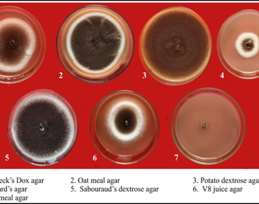 n                     Aspergillus nigern                  , Collar rot, Fungicide efficacy, Biological control, n                     Trichoderma harzianumn