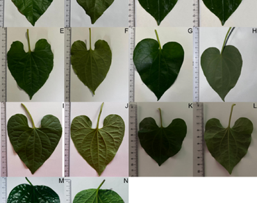 Adulteration, Molecular identification, Morphological characters, Morphotypes, n                     Piper longumn                  , n                     Piper sarmentosumn