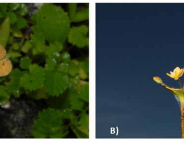 Commelinaceae, n                     Murdannian                  , New report, Madhya Pradesh, Endemic