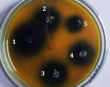 ACCD, Exopolysaccharides, Drought resistant, Heat resistant, α-ketobutyrate