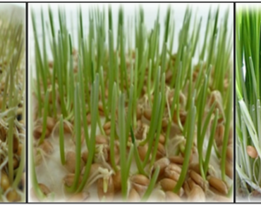 Nutritional composition, in vitro prebiotic potential, and antimicrobial efficacy of Wheatgrass (Triticum aestivum)