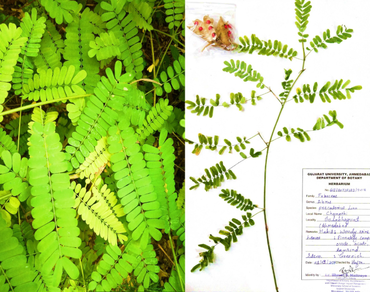 Assessment of genetic diversity in Abrus precatorius L. from Gujarat by using molecular indices: an initial exploration 