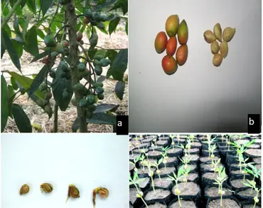 n                     Brucea mollisn                  , Conservation, Endangered, Macro propagation, Northeast