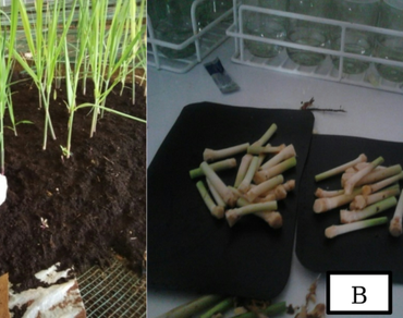 Plant growth regulators, Shoots, Meristem, Sugarcane, Tissue culture