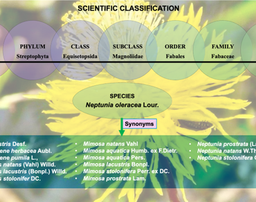 n                     Neptunia oleracean                  , Nutritional value, Pharmacology, Phytochemistry, Traditional use