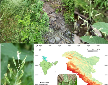 Alpine meadows, Biodiversity hotspots, Conservation, Downslope range shifts, Kashmir Valley, North India