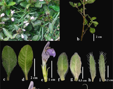 n                     Acanthaceaen                  , n                     Hygrophila phlomoidesn                  , Eastern Ghats, Odisha, New record, Taxonomy