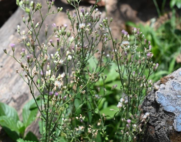 Analytical quality by design (AQbD)-based approach to develop an extraction method for high recovery of Lupeol from Vernonia cinerea followed by discriminating analysis for geographical variation 