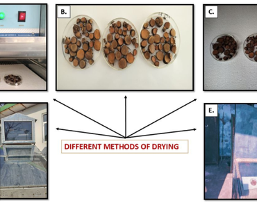n                     Bergenia ciliatan                  , Bergenin, Drying, Rhizome storage, Room temperature, Refrigerated conditions