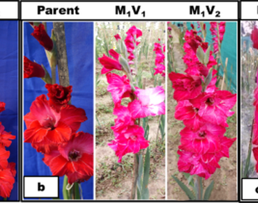 Induced mutation, n                     gladiolusn                  , FRBD, GCV, PCV, M1V1n                  , M1V2n