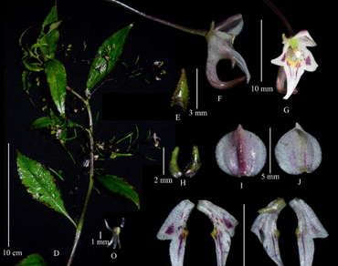 Eastern Himalaya, Extension, Floristic, Range, Microhabitat