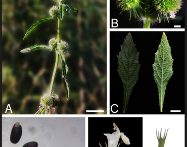 Alien species, Botanical exploration, Flora of Nepal, Tarai flora