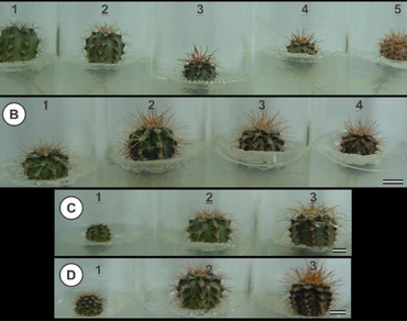 Understanding the in vitro growth dynamics of Melocactus (Cactaceae) species for effective medium-term conservation strategies 
