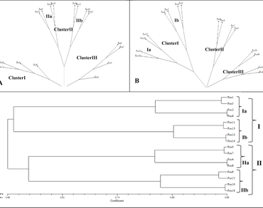 Comparative genetic diversity assessment of chickpea wilt fungus, Fusarium oxysporum f. sp. ciceris using SCoT and SRAP markers
